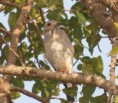 /album/photogallery/lizzard-buzzard-at-tanji-nov-2010-jpg/